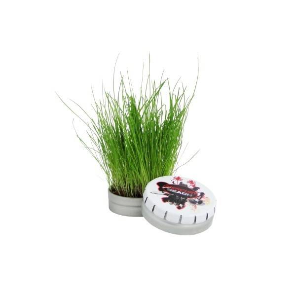 Plante publicitaire Le Havre 76