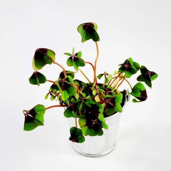 Trèfle à quatre feuille personnalisé Le Havre 76